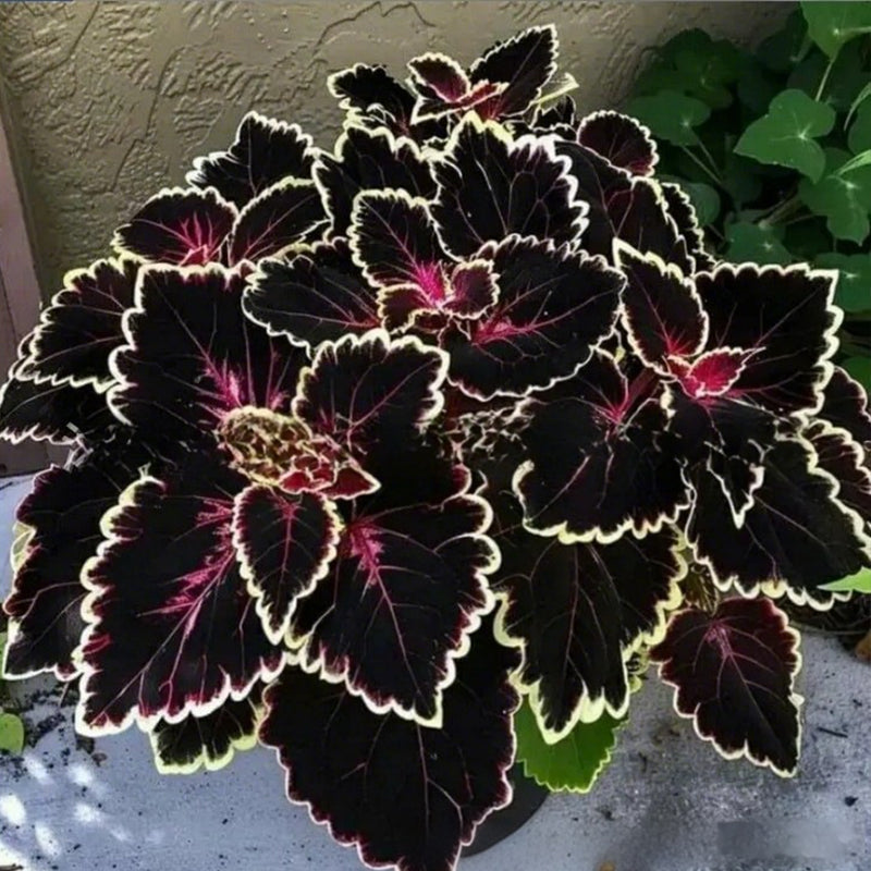 🌷Gigantische tweekleurige calla-leliezaadjes 💫— plant er één en laat het hele kanaal schitteren!✨