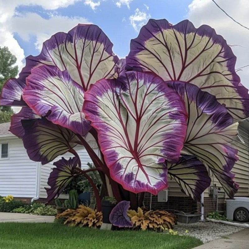 🌷Gigantische tweekleurige calla-leliezaadjes 💫— plant er één en laat het hele kanaal schitteren!✨