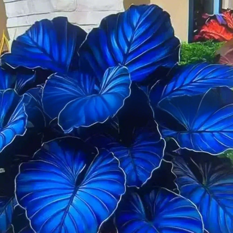 🌷Gigantische tweekleurige calla-leliezaadjes 💫— plant er één en laat het hele kanaal schitteren!✨