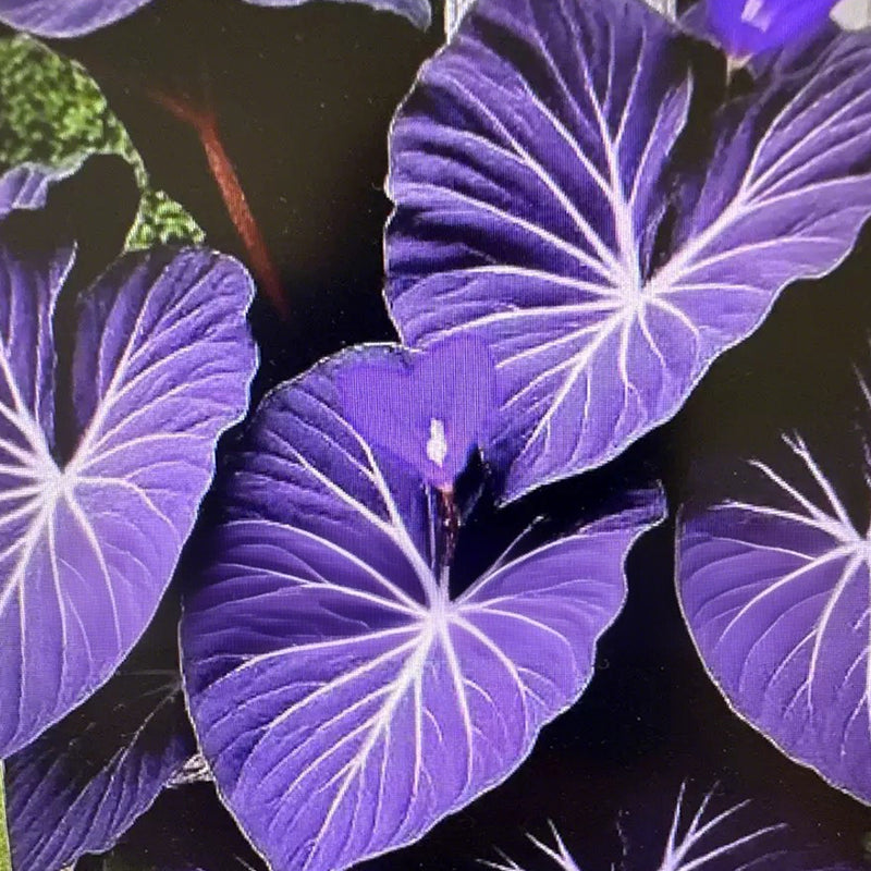 🌷Gigantische tweekleurige calla-leliezaadjes 💫— plant er één en laat het hele kanaal schitteren!✨