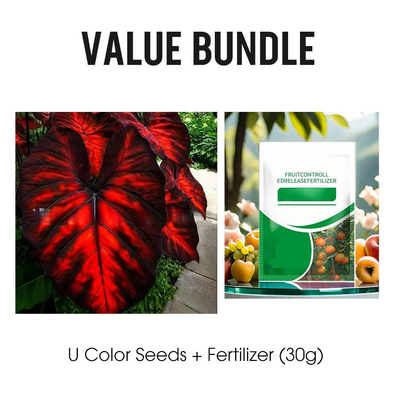 🌷Gigantische tweekleurige calla-leliezaadjes 💫— plant er één en laat het hele kanaal schitteren!✨