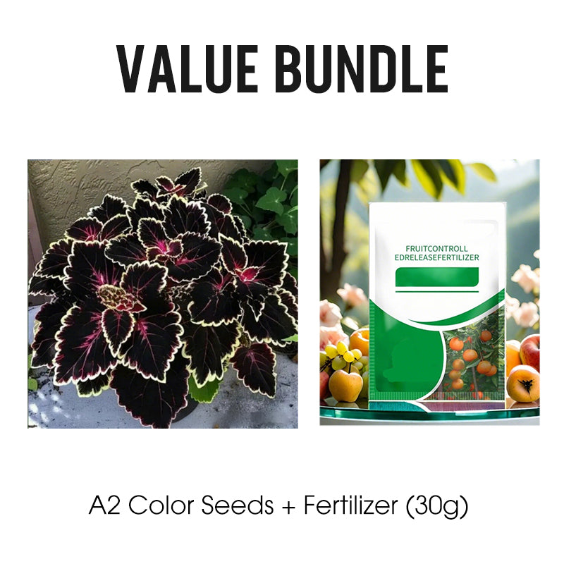 🌷Gigantische tweekleurige calla-leliezaadjes 💫— plant er één en laat het hele kanaal schitteren!✨