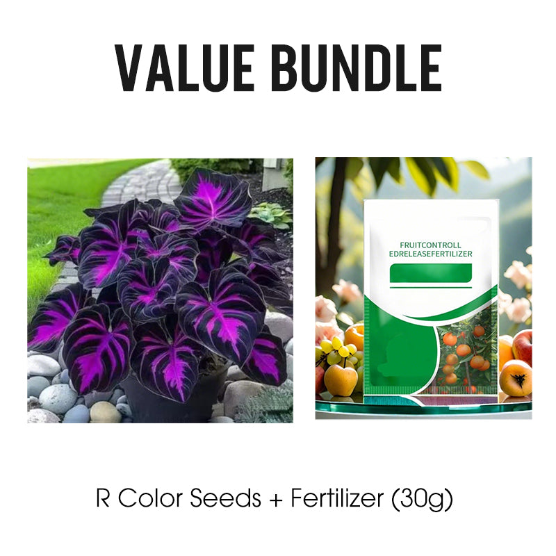 🌷Gigantische tweekleurige calla-leliezaadjes 💫— plant er één en laat het hele kanaal schitteren!✨