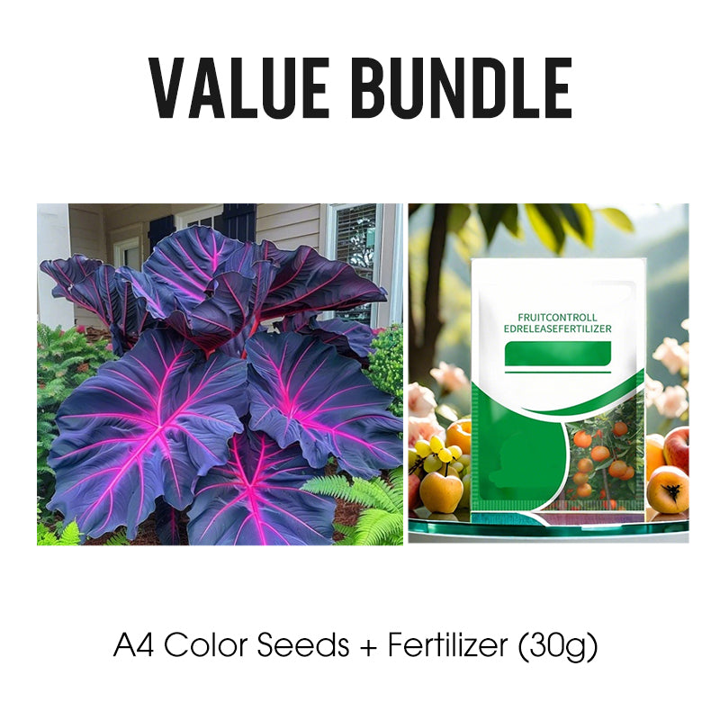 🌷Gigantische tweekleurige calla-leliezaadjes 💫— plant er één en laat het hele kanaal schitteren!✨