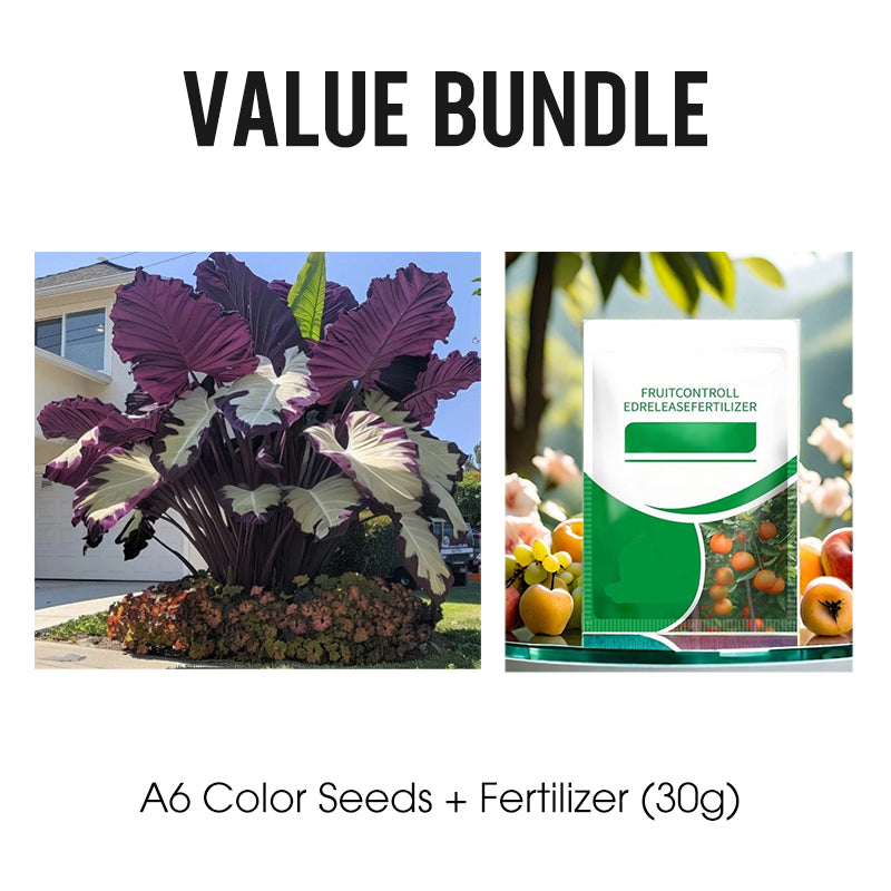 🌷Gigantische tweekleurige calla-leliezaadjes 💫— plant er één en laat het hele kanaal schitteren!✨