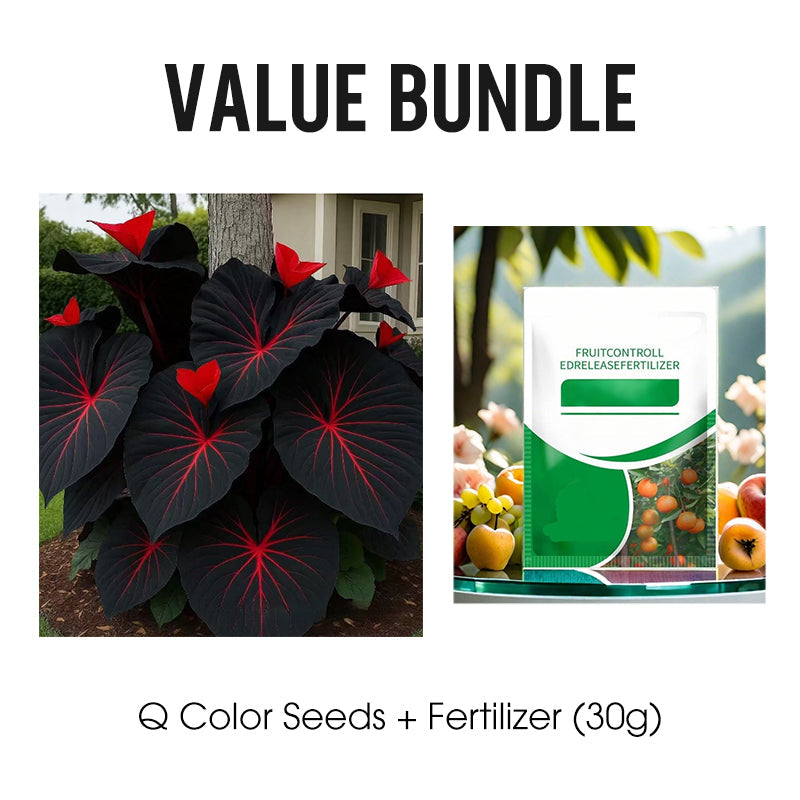 🌷Gigantische tweekleurige calla-leliezaadjes 💫— plant er één en laat het hele kanaal schitteren!✨