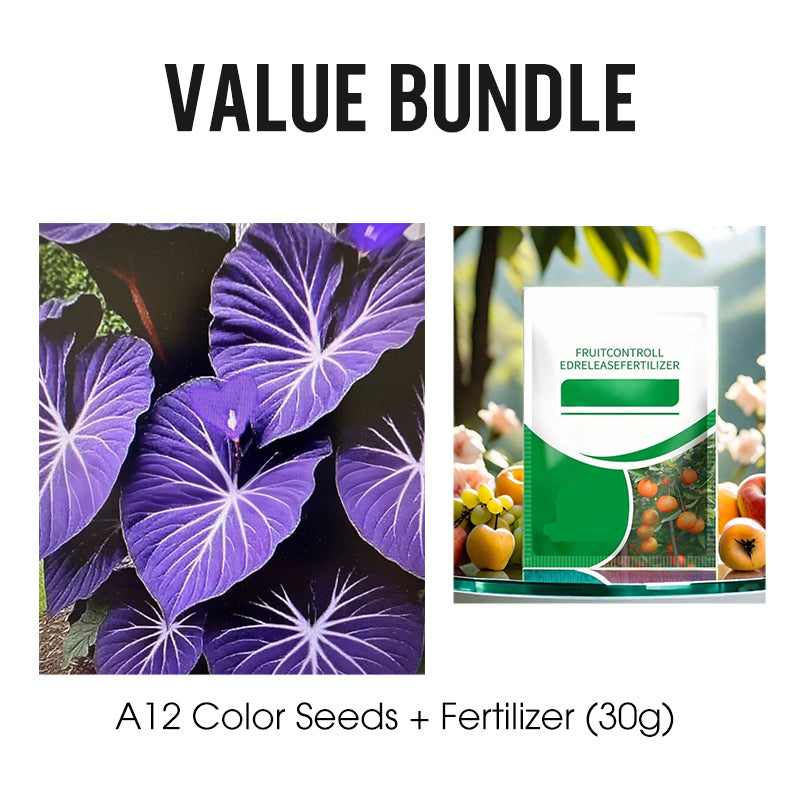 🌷Gigantische tweekleurige calla-leliezaadjes 💫— plant er één en laat het hele kanaal schitteren!✨