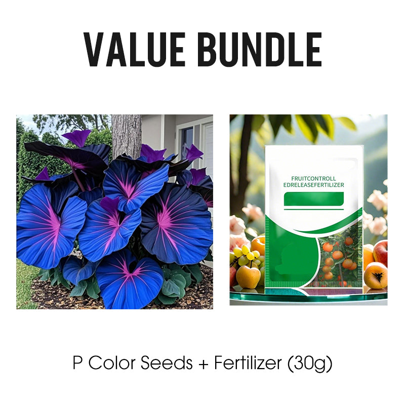 🌷Gigantische tweekleurige calla-leliezaadjes 💫— plant er één en laat het hele kanaal schitteren!✨